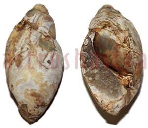 heera shankh